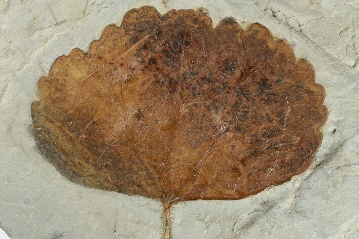 Fossil Leaf (Zizyphoides) - Montana #201328